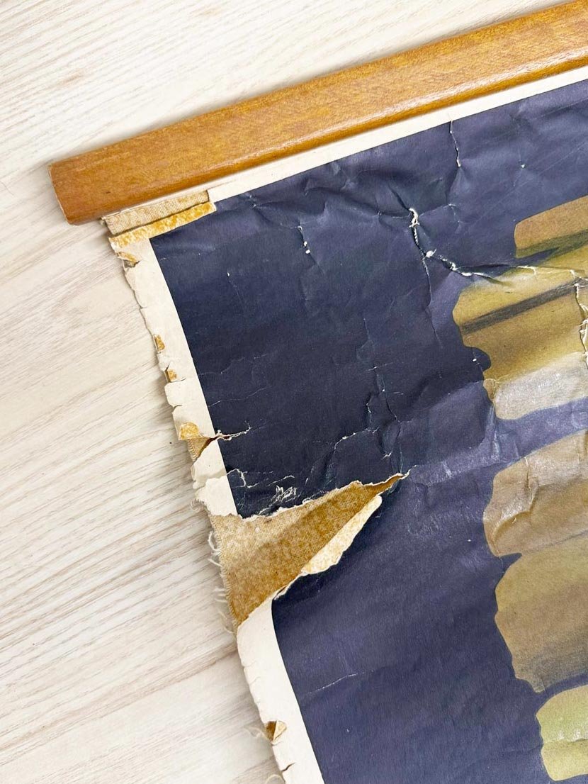 vintage 60s botanical fungi science class wall chart | printed in Gremany - good market thrift store