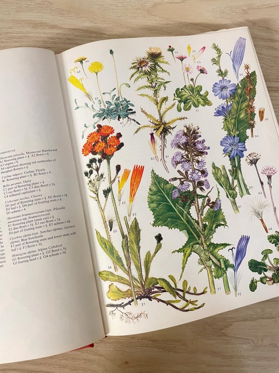 vintage 70s wildflowers of the world illustrated coffee table book - good market thrift store