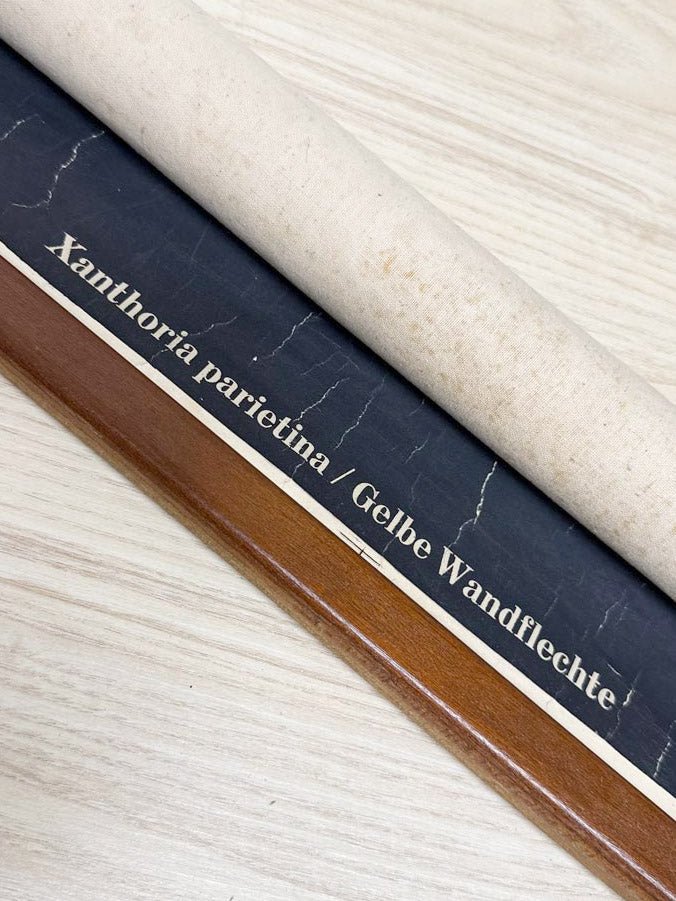 vintage 60s botanical fungi science class wall chart | printed in Gremany - good market thrift store