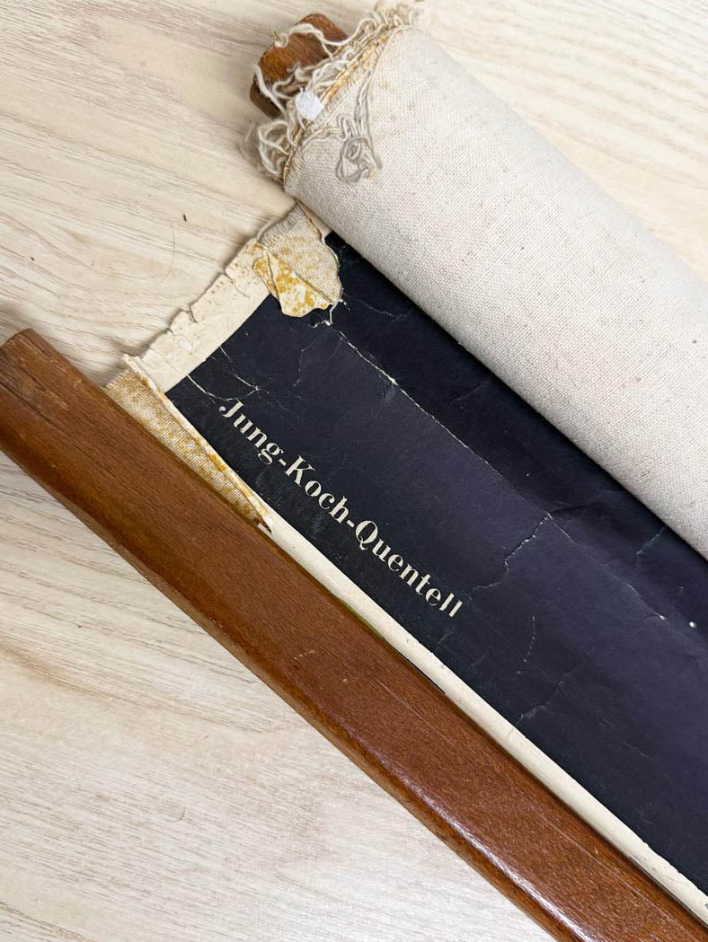 vintage 60s botanical fungi science class wall chart | printed in Gremany - good market thrift store