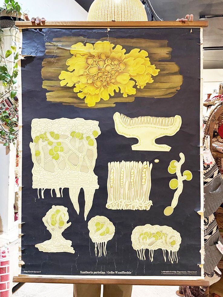 vintage 60s botanical fungi science class wall chart | printed in Gremany - good market thrift store