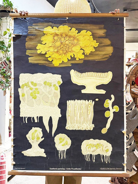 vintage 60s botanical fungi science class wall chart | printed in Gremany - good market thrift store