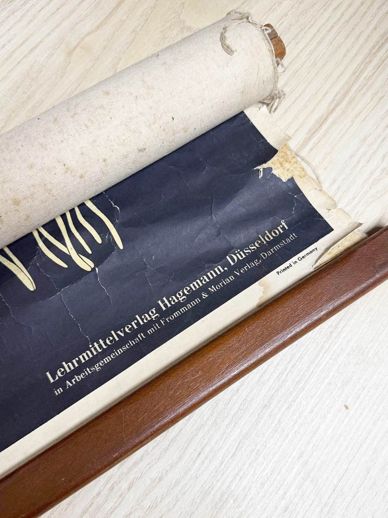 vintage 60s botanical fungi science class wall chart | printed in Gremany - good market thrift store